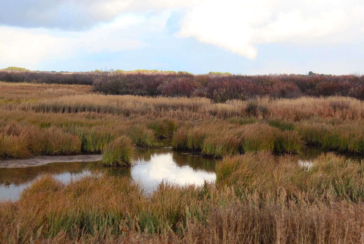 Камыши - Сергей Никифоров