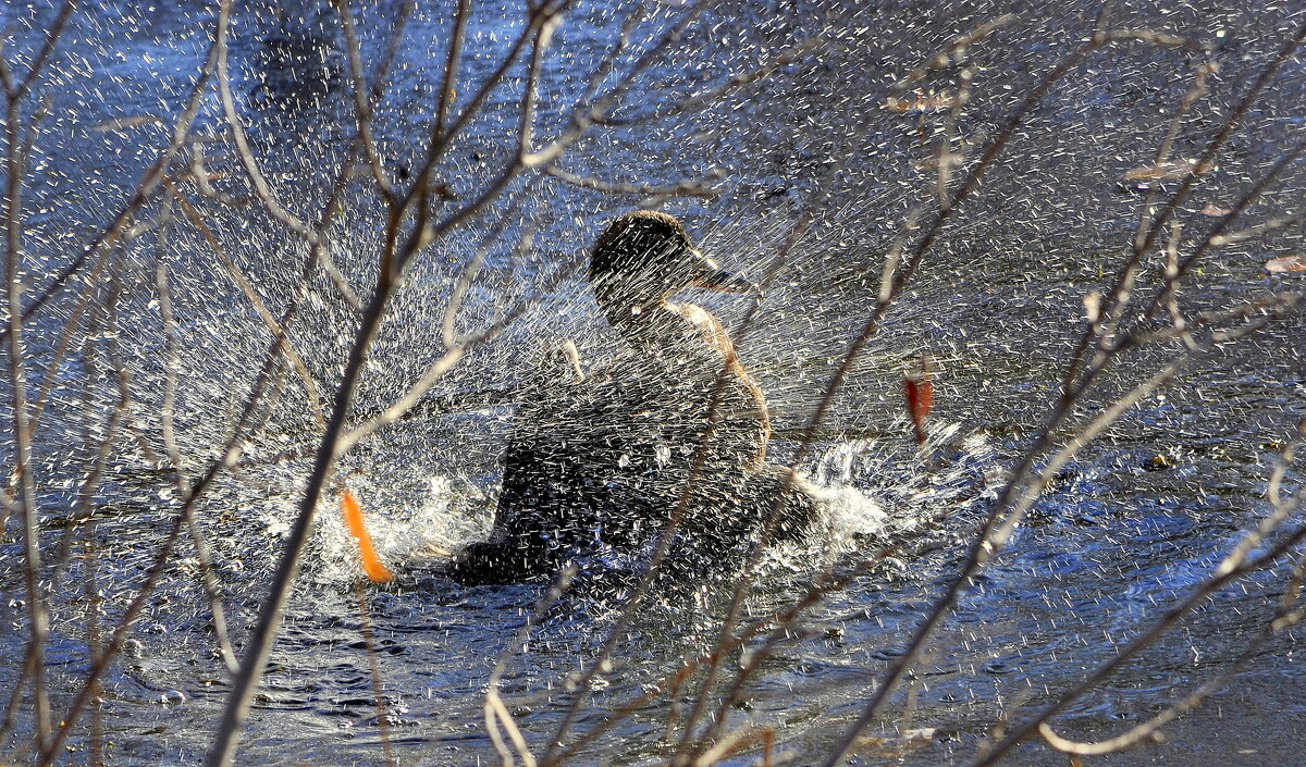 Автомойка...... - Анатолий Анищик