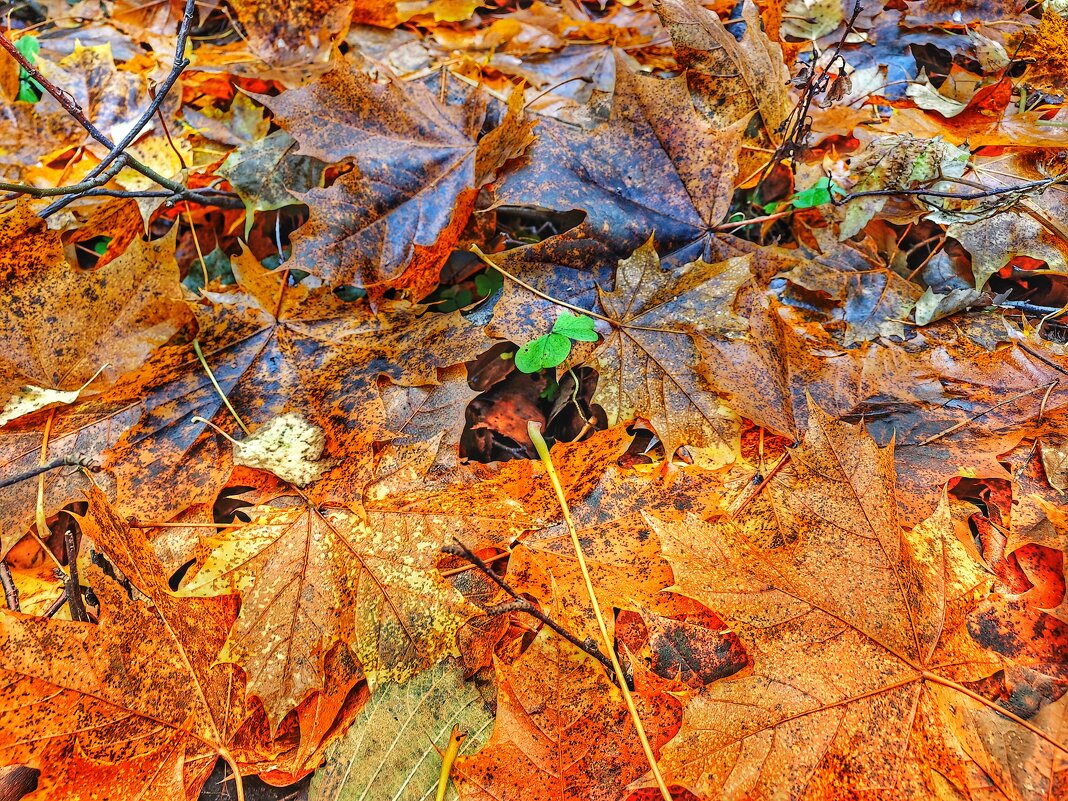 Просто красивая осень. - Станислав Мутовин