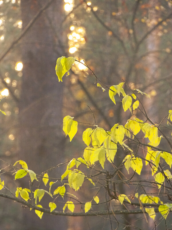 - - Татьяна Венцель