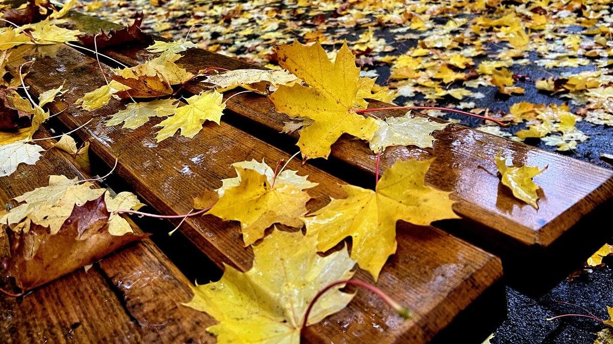 Застучит надоедливый дождик, Полиняет нарядная шаль… - "The Natural World" Александер