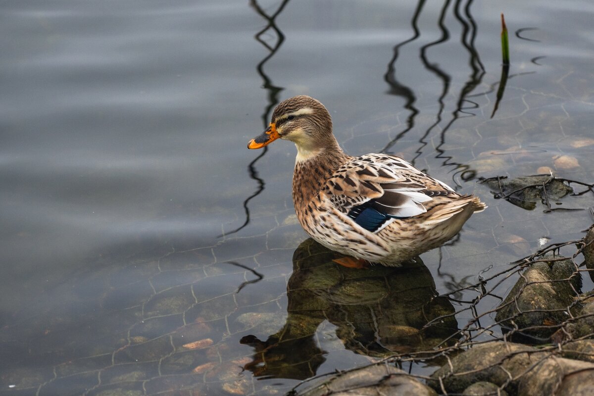 Уточка. - Виктор Евстратов Уточка. - Виктор Евстратов