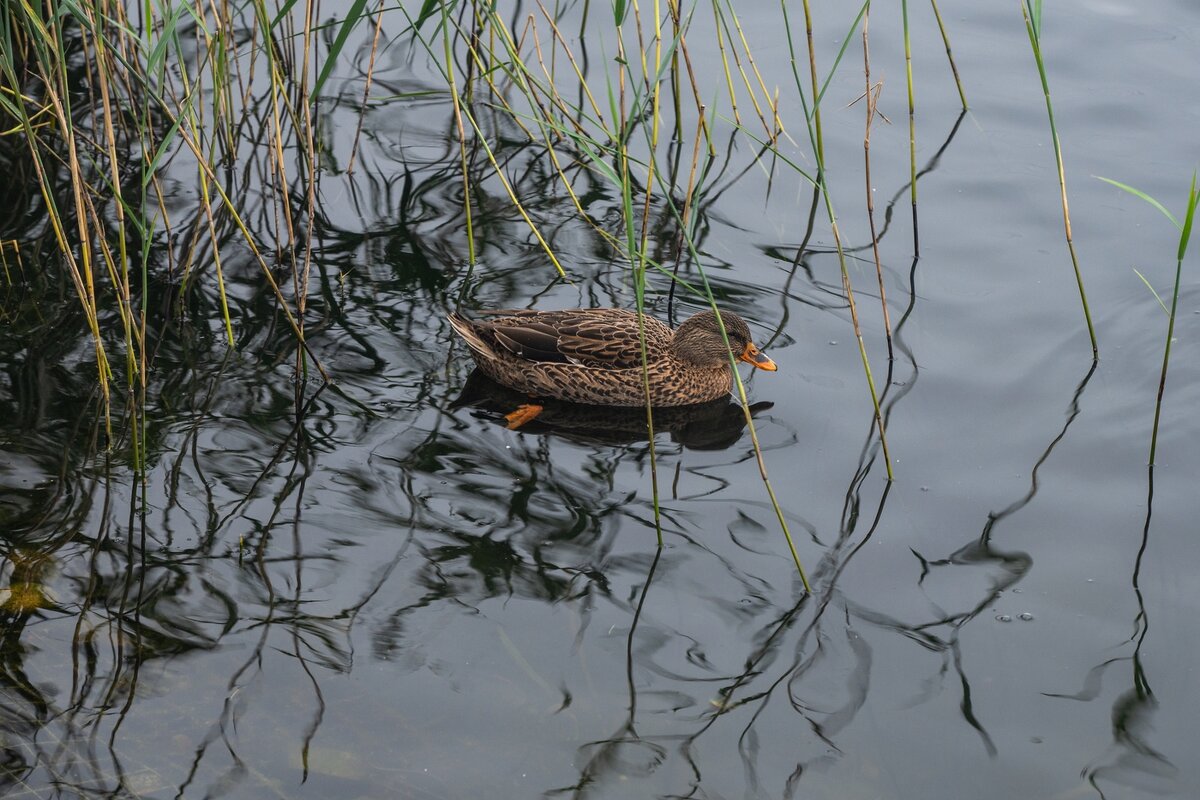 Уточка. - Виктор Евстратов