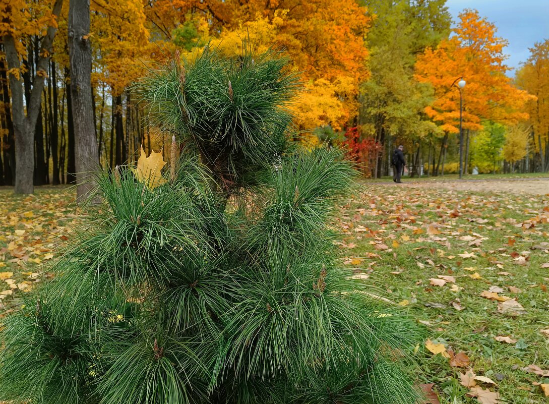 Октябрь в парке - Мария Васильева