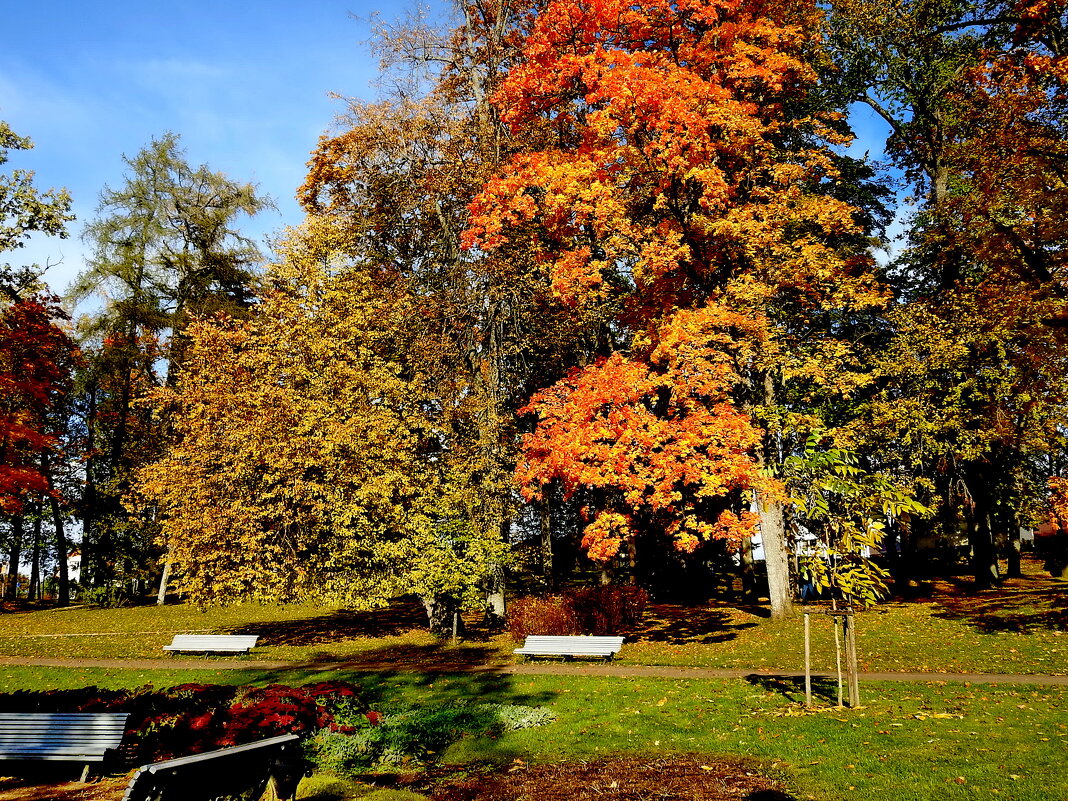 осень - ИННА ПОРОХОВА осень - ИННА ПОРОХОВА