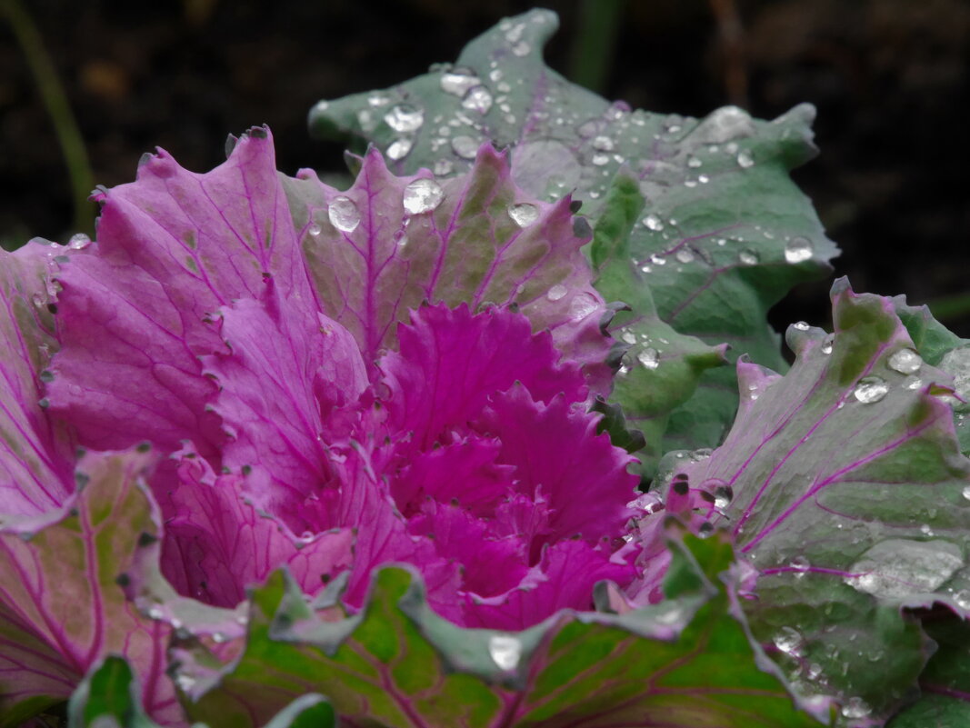 Осеннее - Наталья Rosenwasser