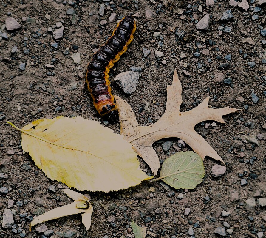 Осенняя пора(серия) - Владимир Манкер