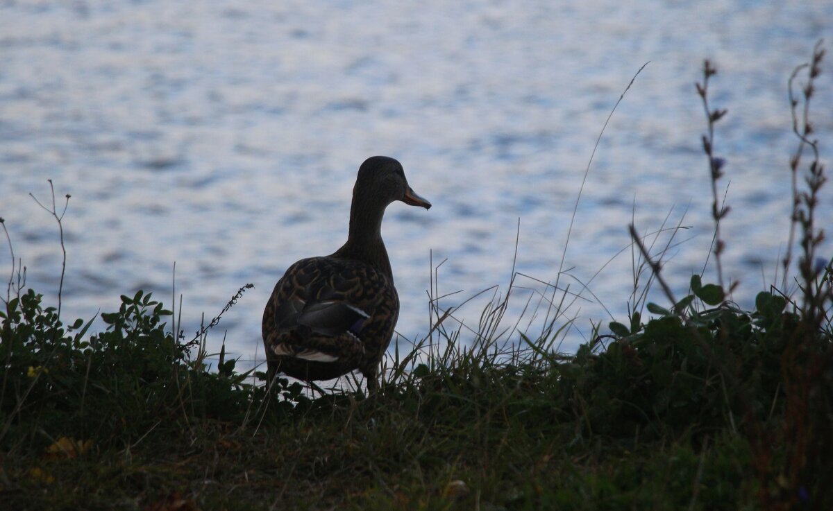 *** - Наталья Герасимова