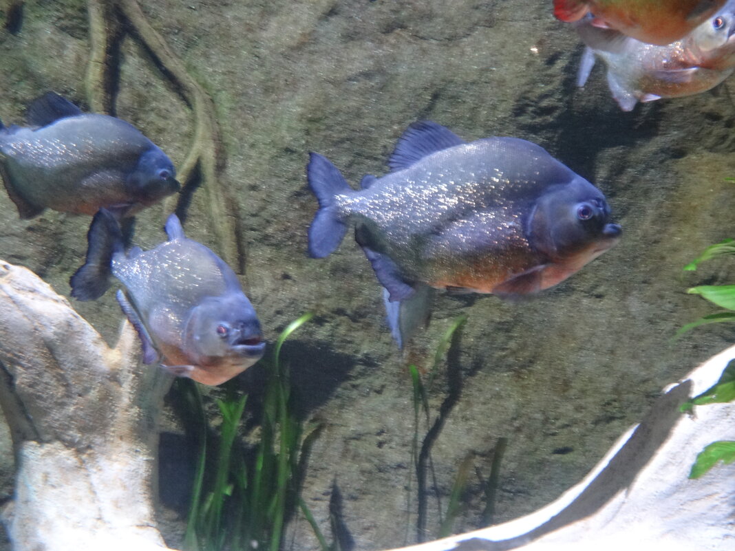 Пиранья Наттерера - Лидия Бусурина