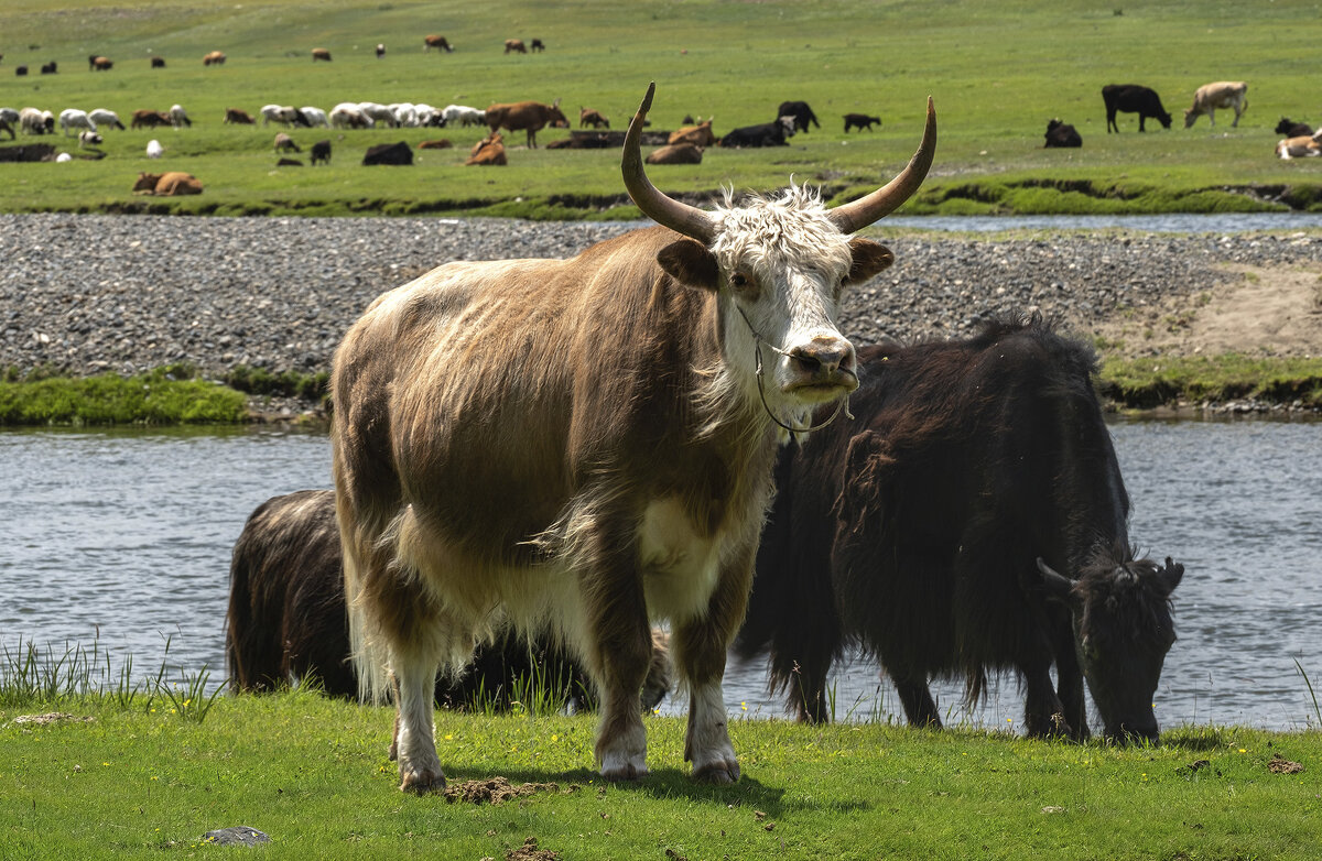 Бычара..... - Galina 