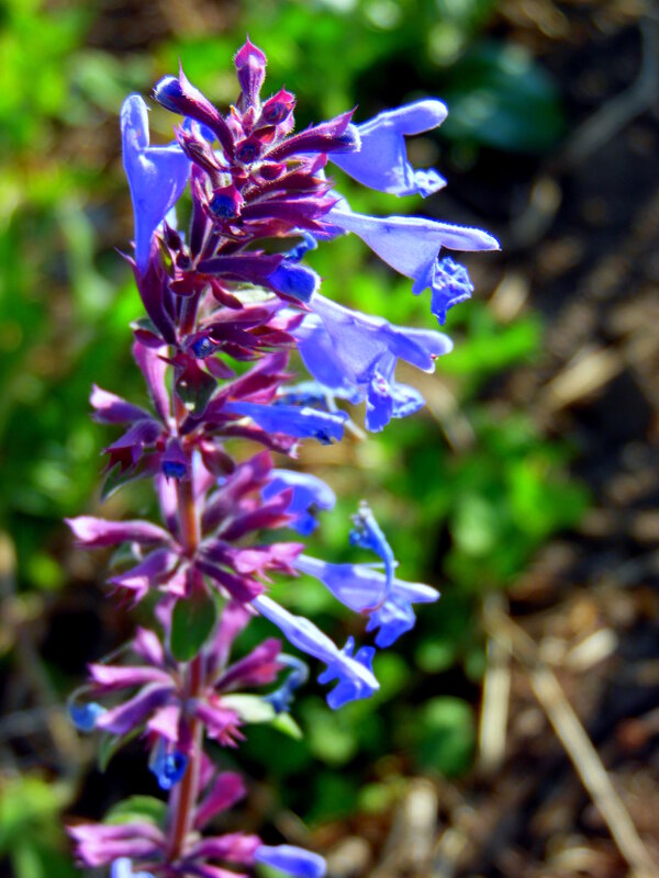 Цветочки полевые. - nadyasilyuk Вознюк