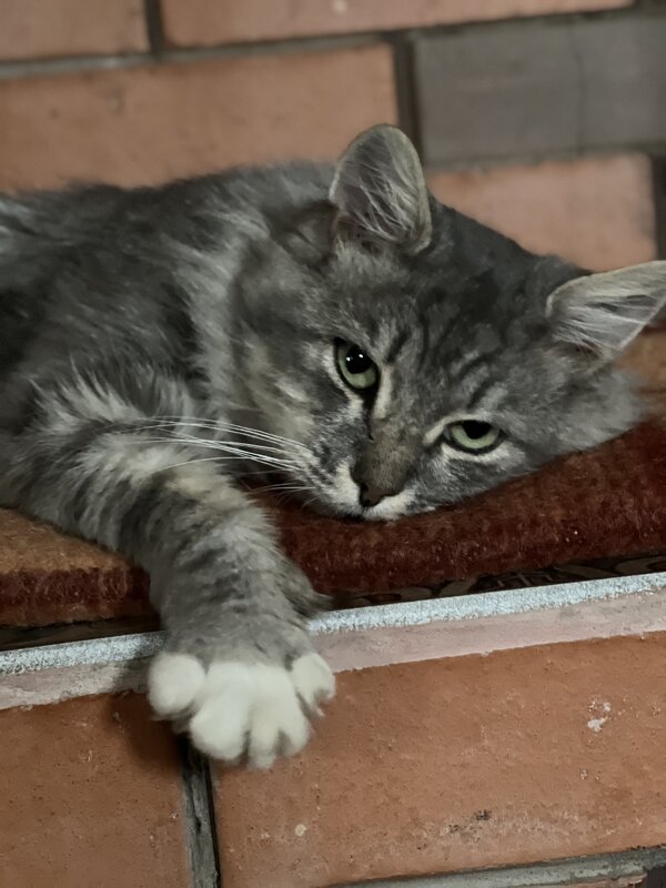 Очаровашка - Натали Королева