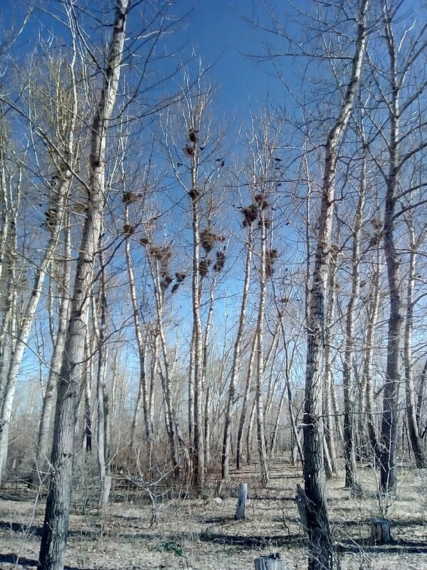 Весна. - Георгиевич 