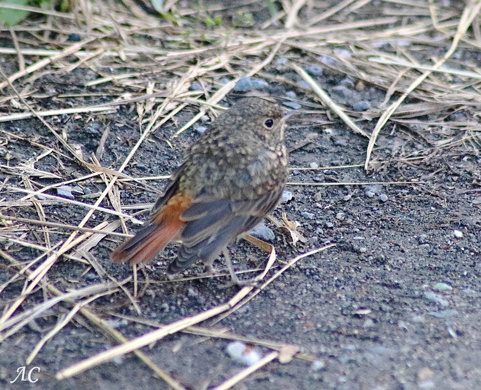 Горихвостка - чернушка - Любовь Сахарова