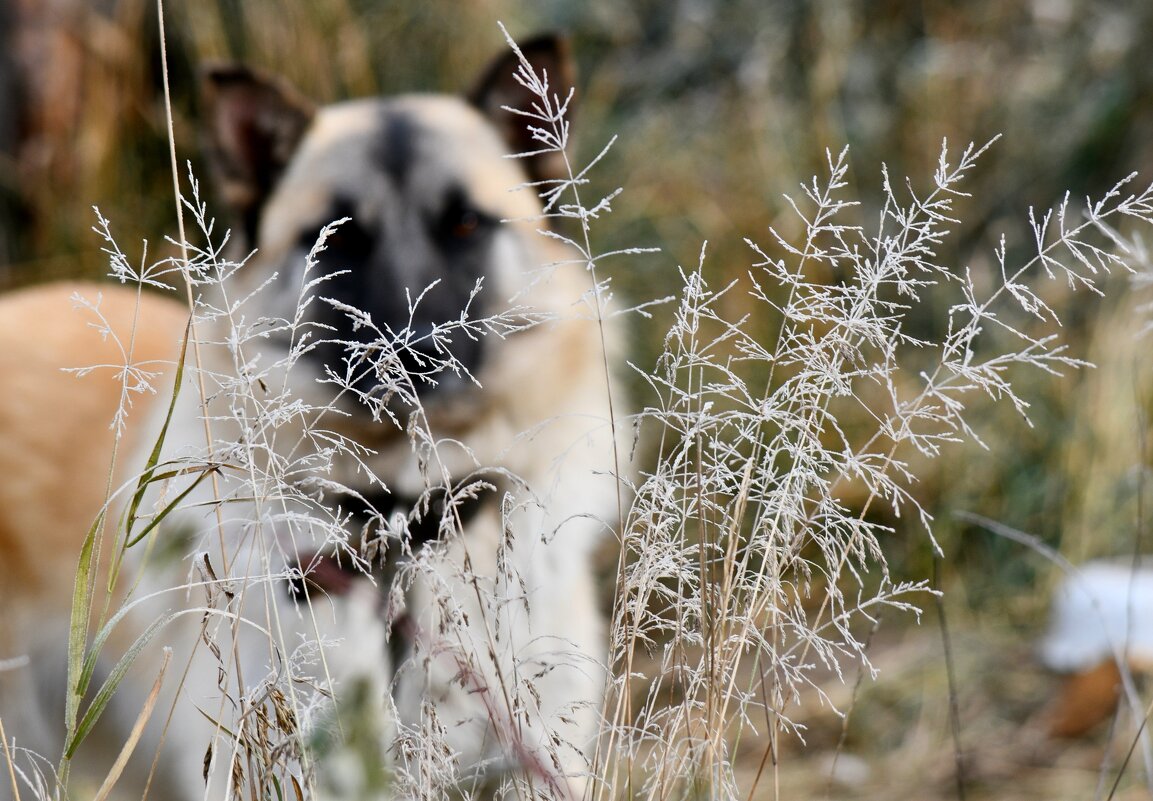 Пёс первых заморозков - Сергей Шаврин
