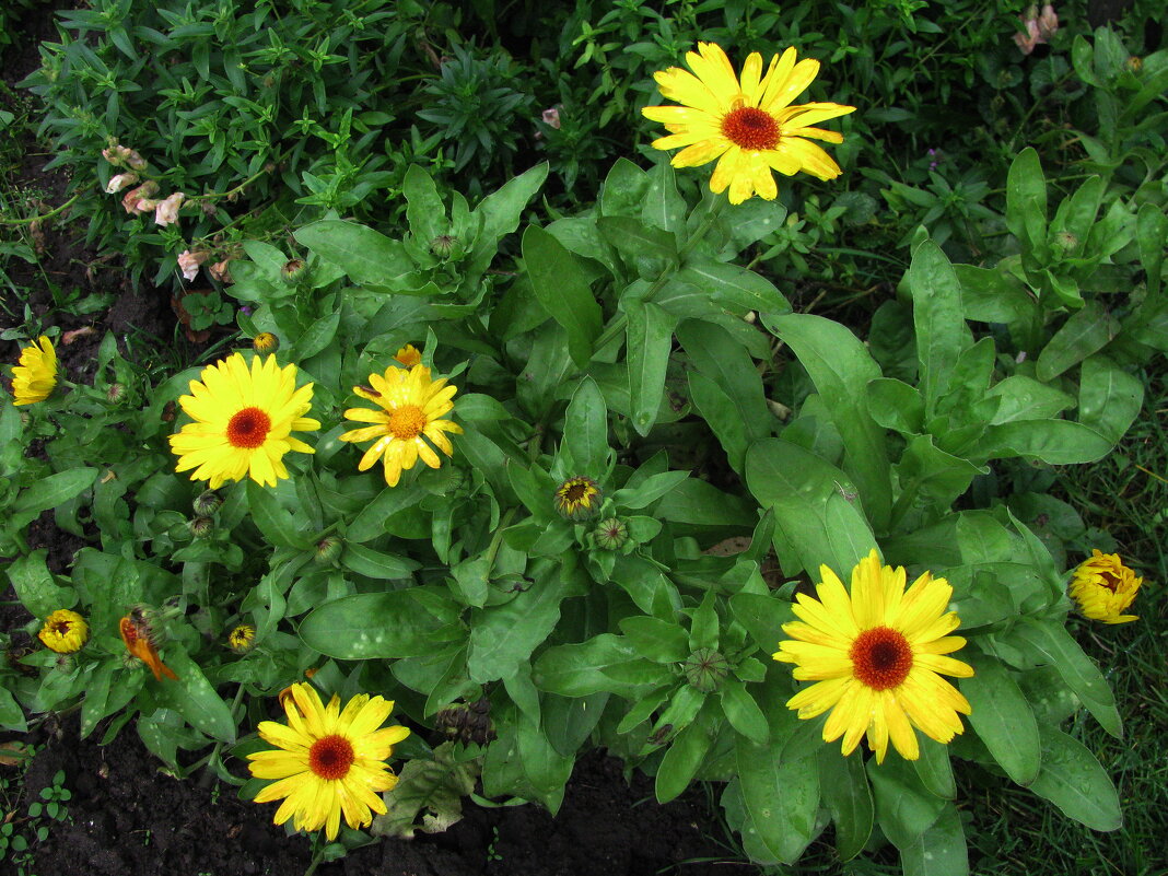 Солнышки в саду - Людмила Смородинская