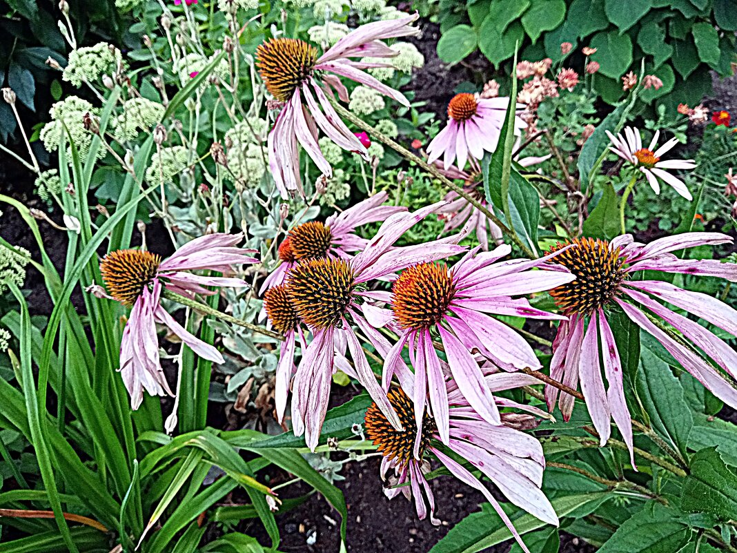 Цветы. - Владимир Драгунский