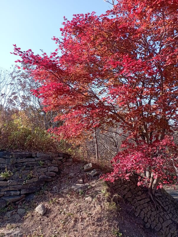 Осень на острове Русский - Елена Семигина Осень на острове Русский - Елена Семигина