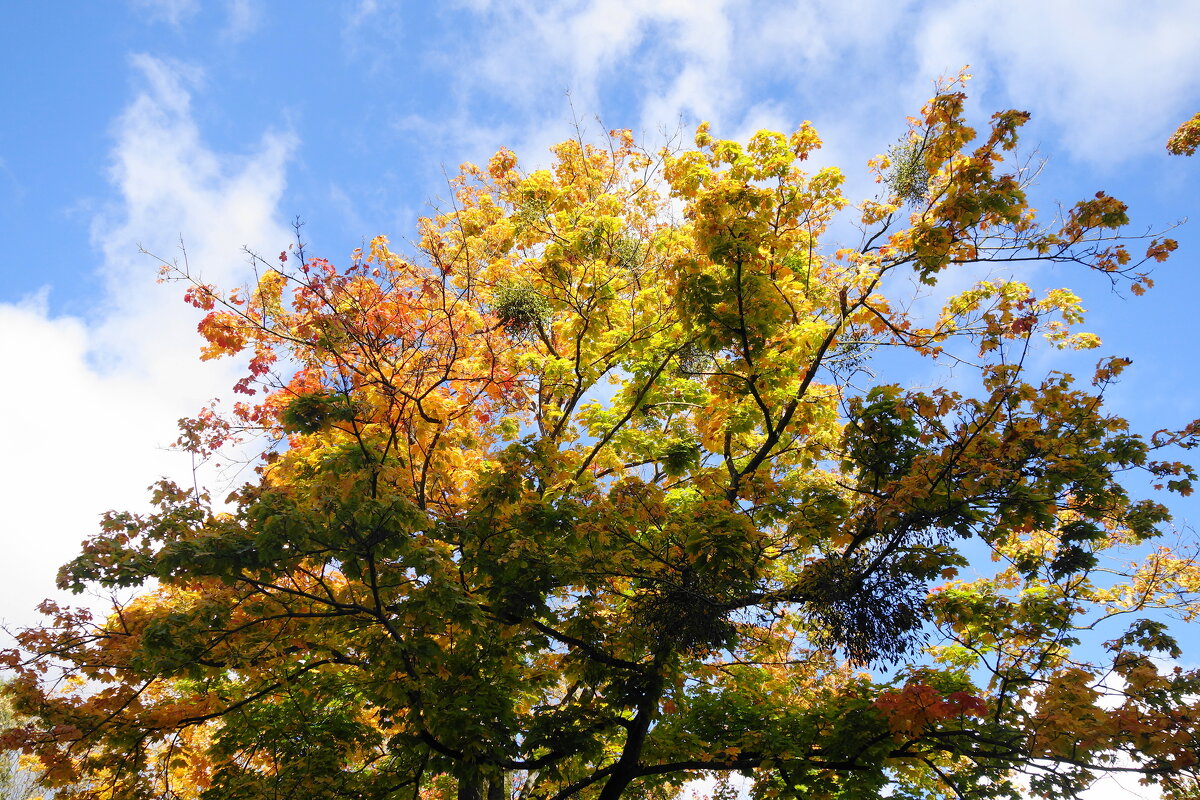 Октябрь - Рита Симонова