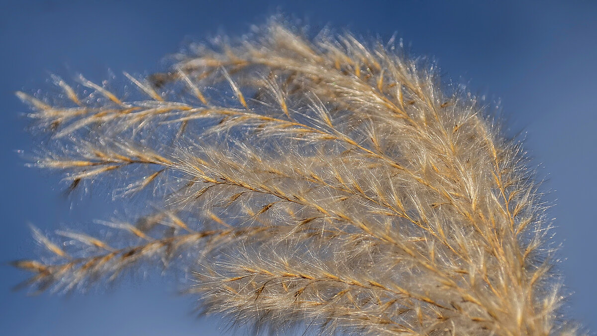 Пушистик - Alexandеr P