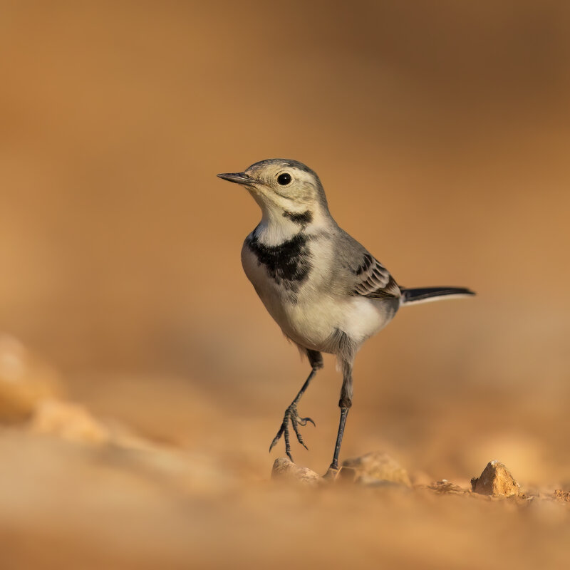 *** - Евгений Фруман