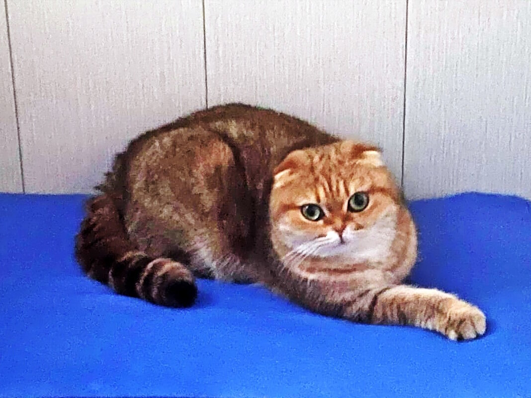 Марфа - Ольга Довженко