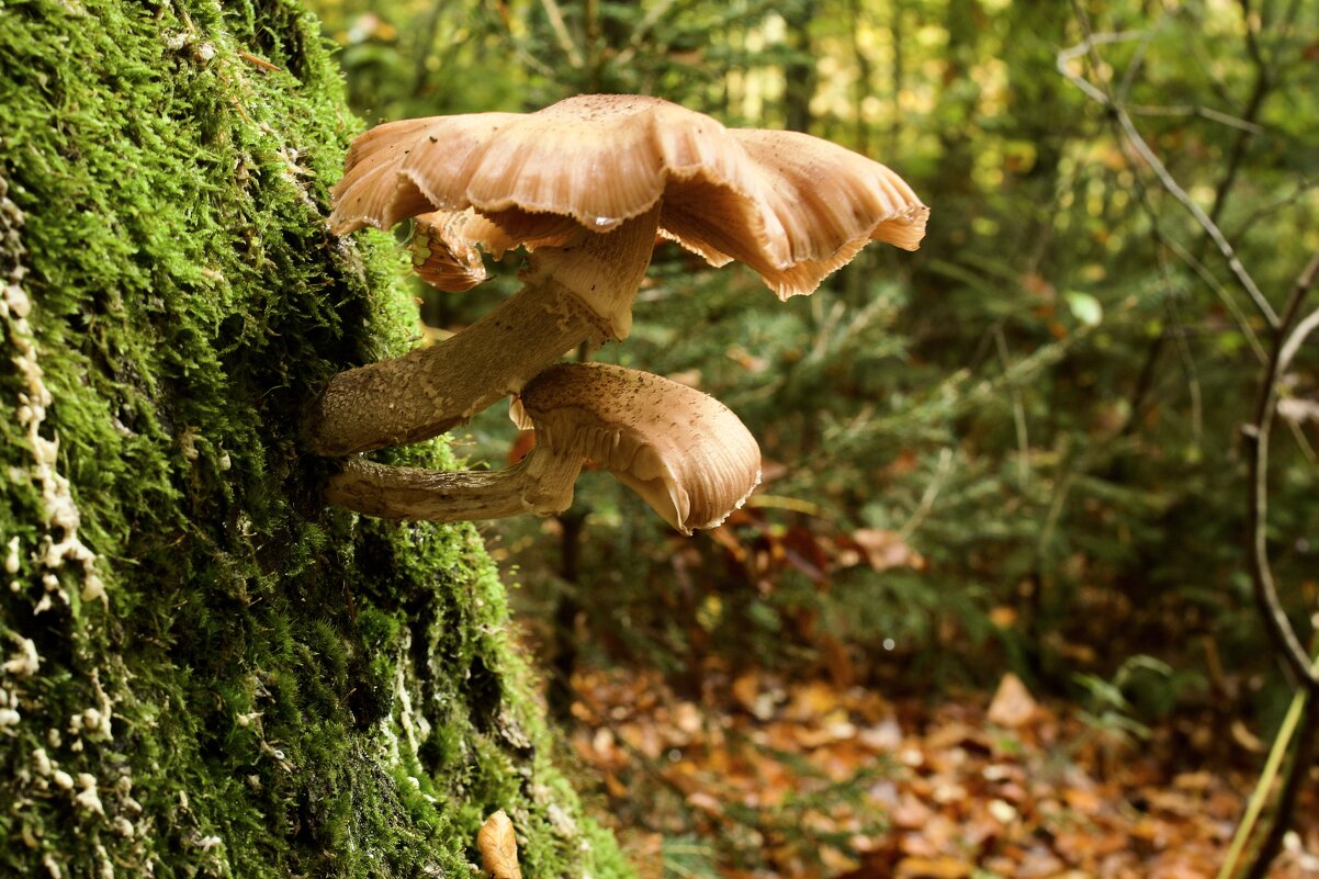 Не только на земле,но и на деревьях - Lucy Schneider 