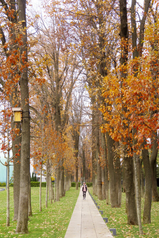 Аллея в парке - Валерий Ткаченко
