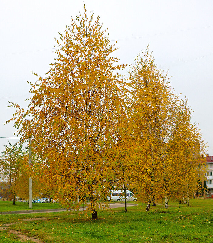 Золотая осень продолжается... - Светлана 