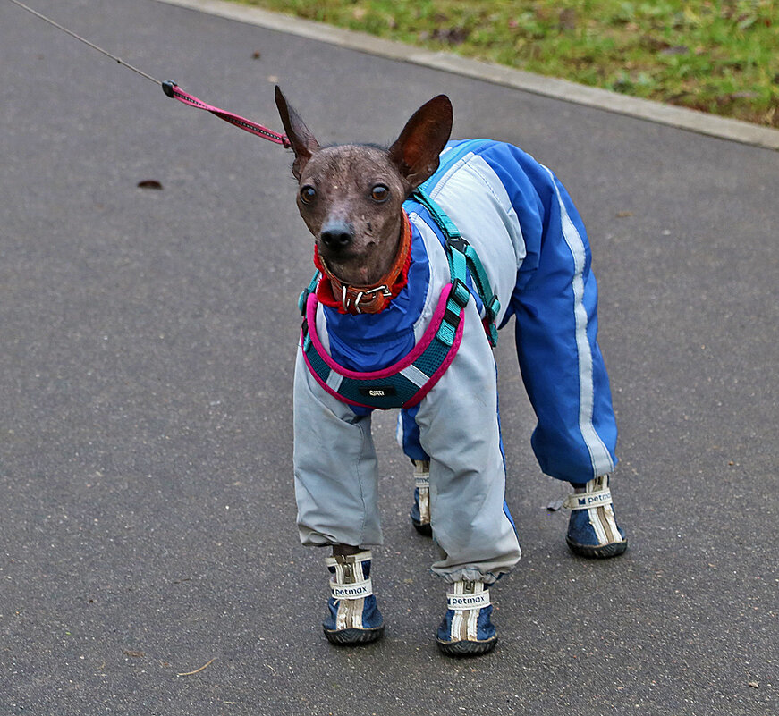 Как денди лондонский одет... - Светлана 