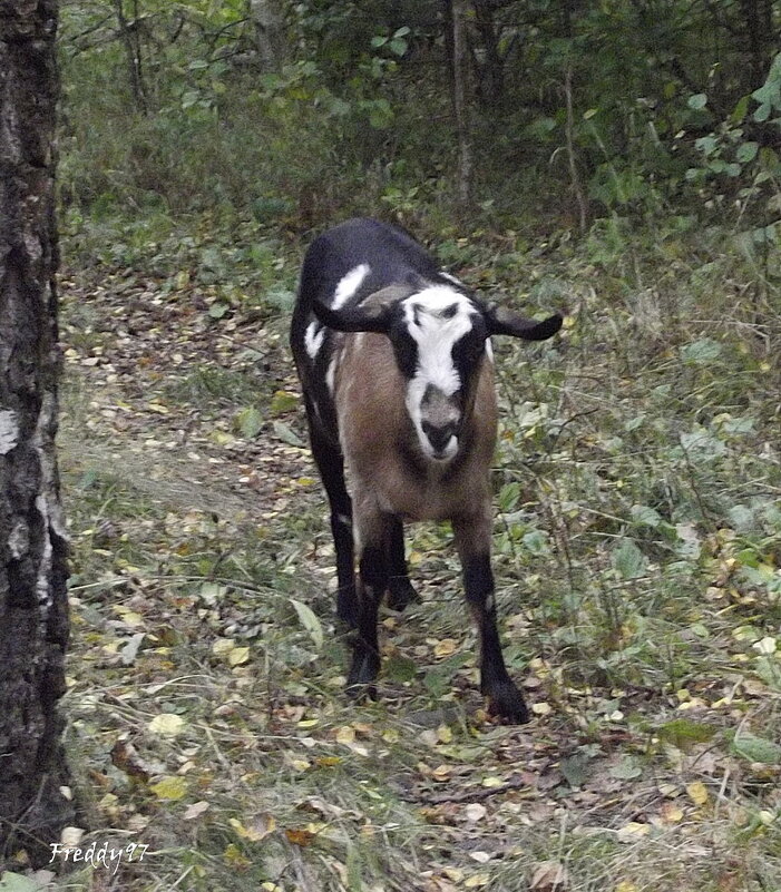 Козочка - Freddy 97 Козочка - Freddy 97