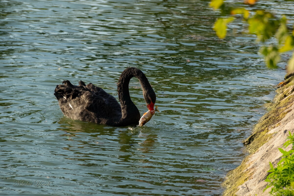 Достойный улов... - Николай Гирш