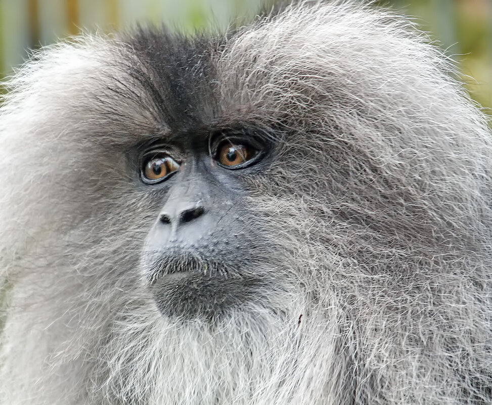 Портретик - Андроник Александр 