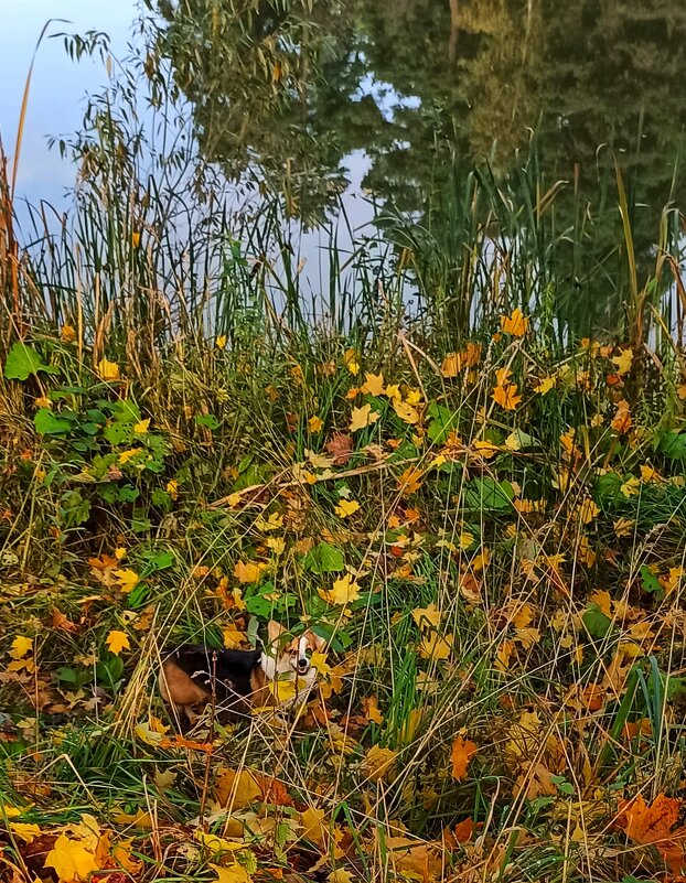 Присмотритесь: собачонка! - veilins veilins