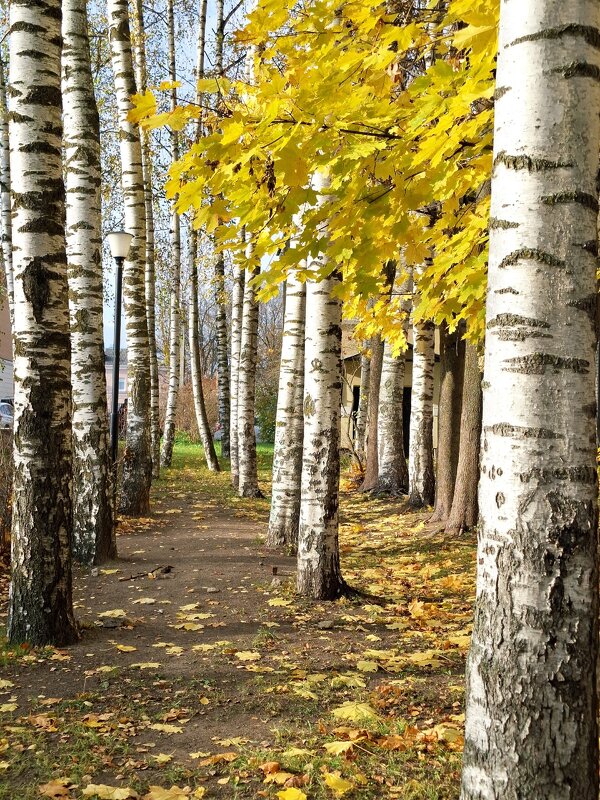 Осенние берёзки - Валерия Яскович