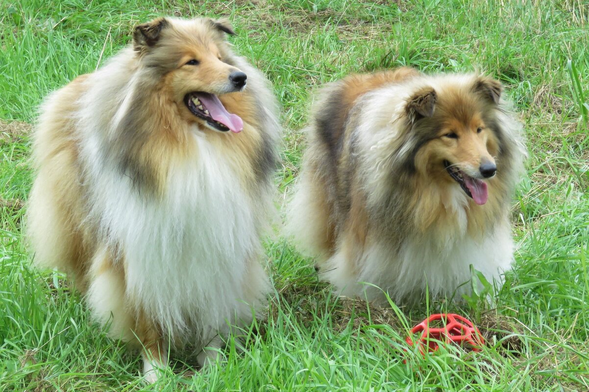 Колли необыкновенной красоты) - Валерия Яскович