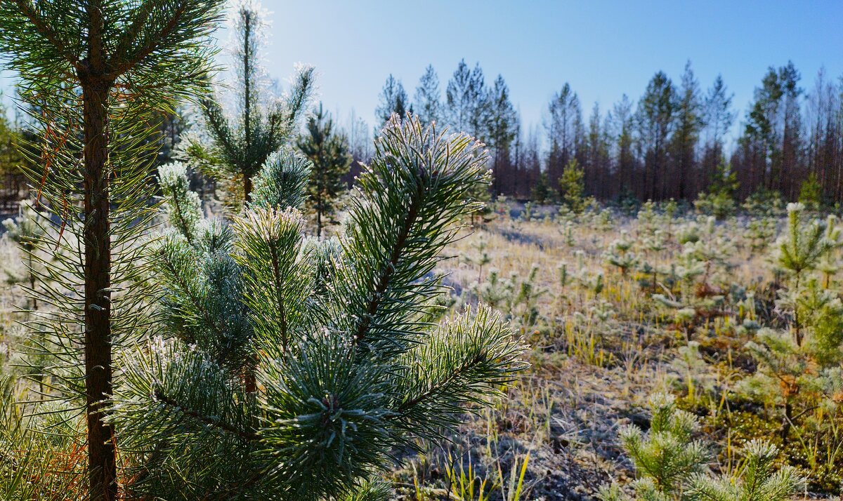 Изморозь - Сергей Никифоров