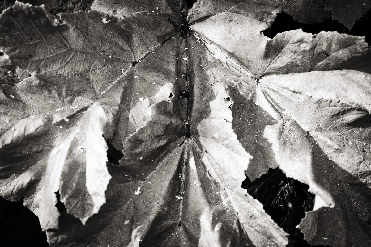 Фотография - Денис Безногов