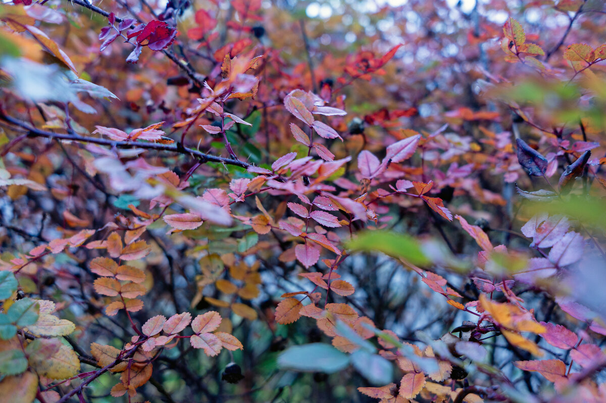 Радуга осени - sorovey Sol