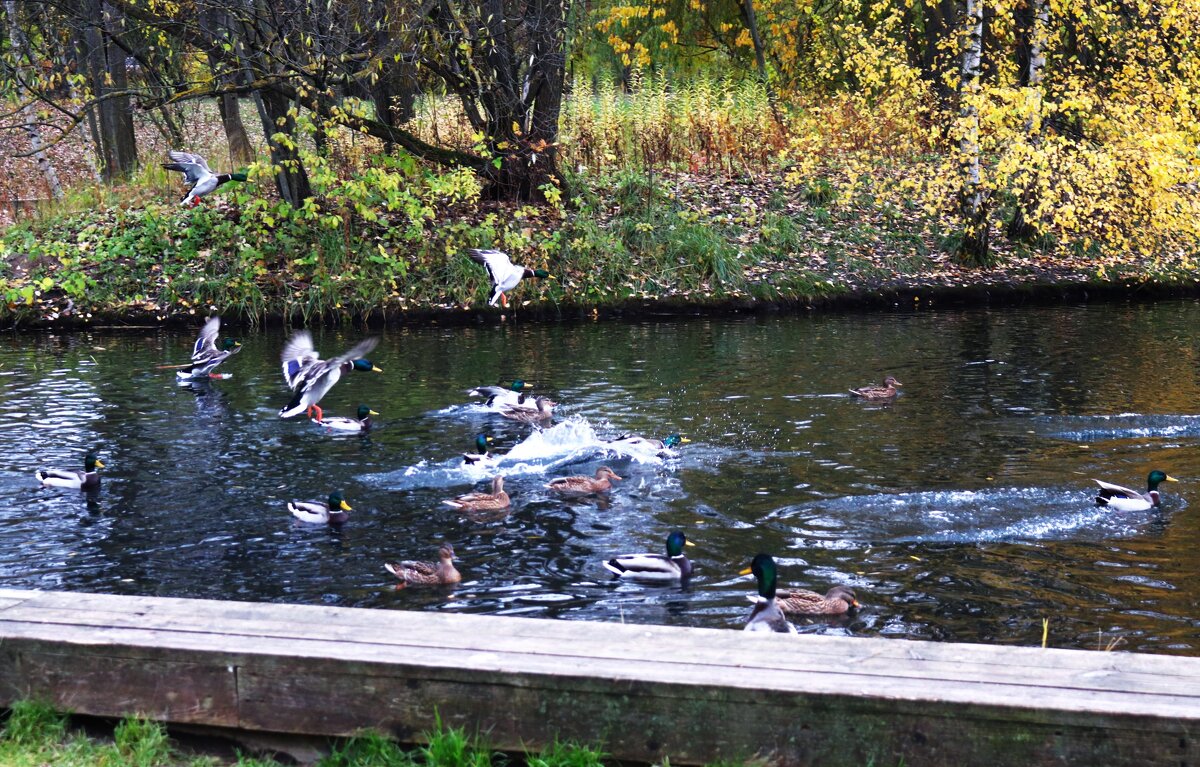 Возле островка. - Василий Палий