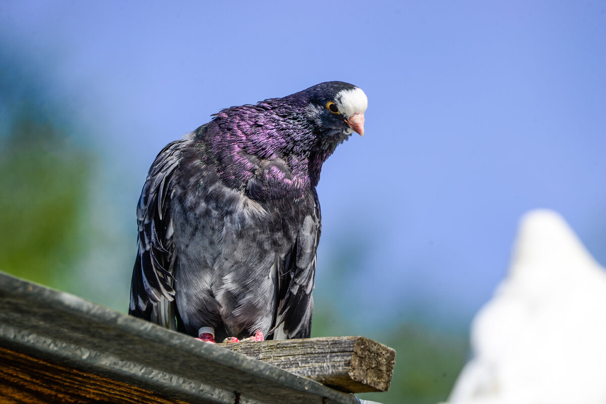 Голубь домашний Курский - Евгений 