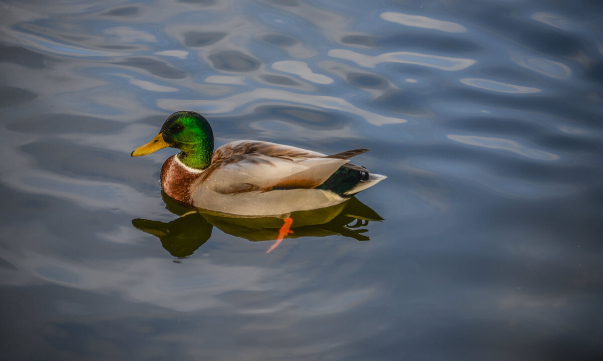 Осенний селезень - Евгений 