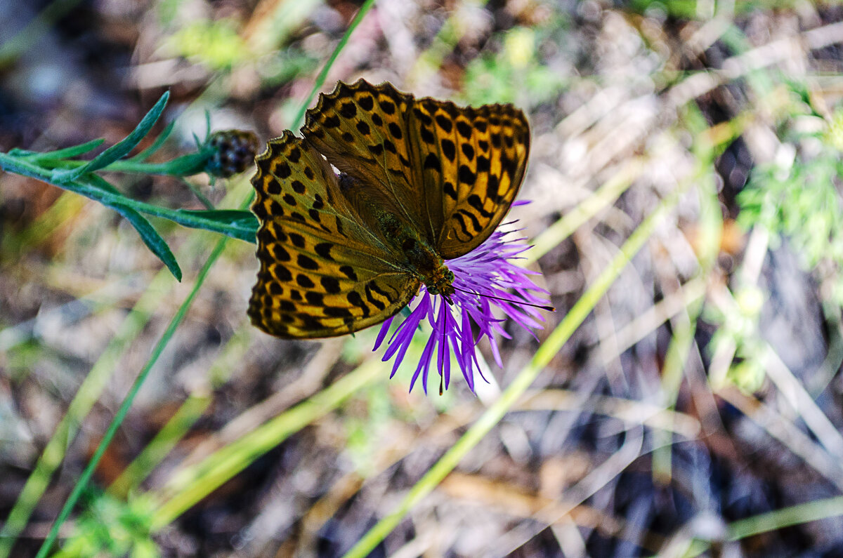 Перламутровка - Андрей Щетинин