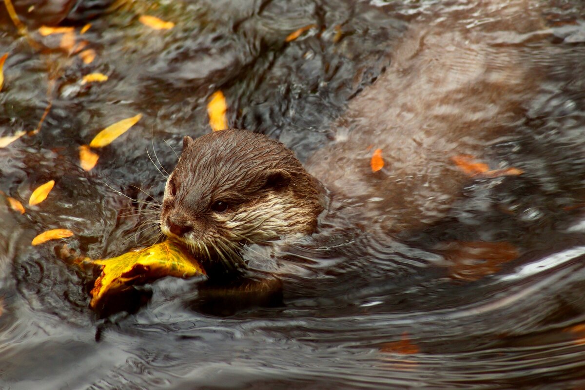 Купание в осенней воде - Юрий. Шмаков