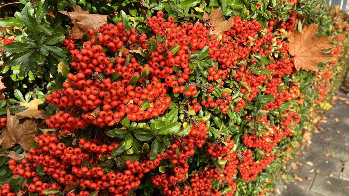 Гуляя с осенью по парку Неспешно, в темпе дефиле, - "The Natural World" Александер