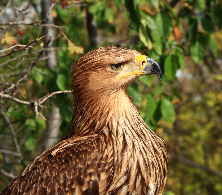 орёл - Игорь Kуленко