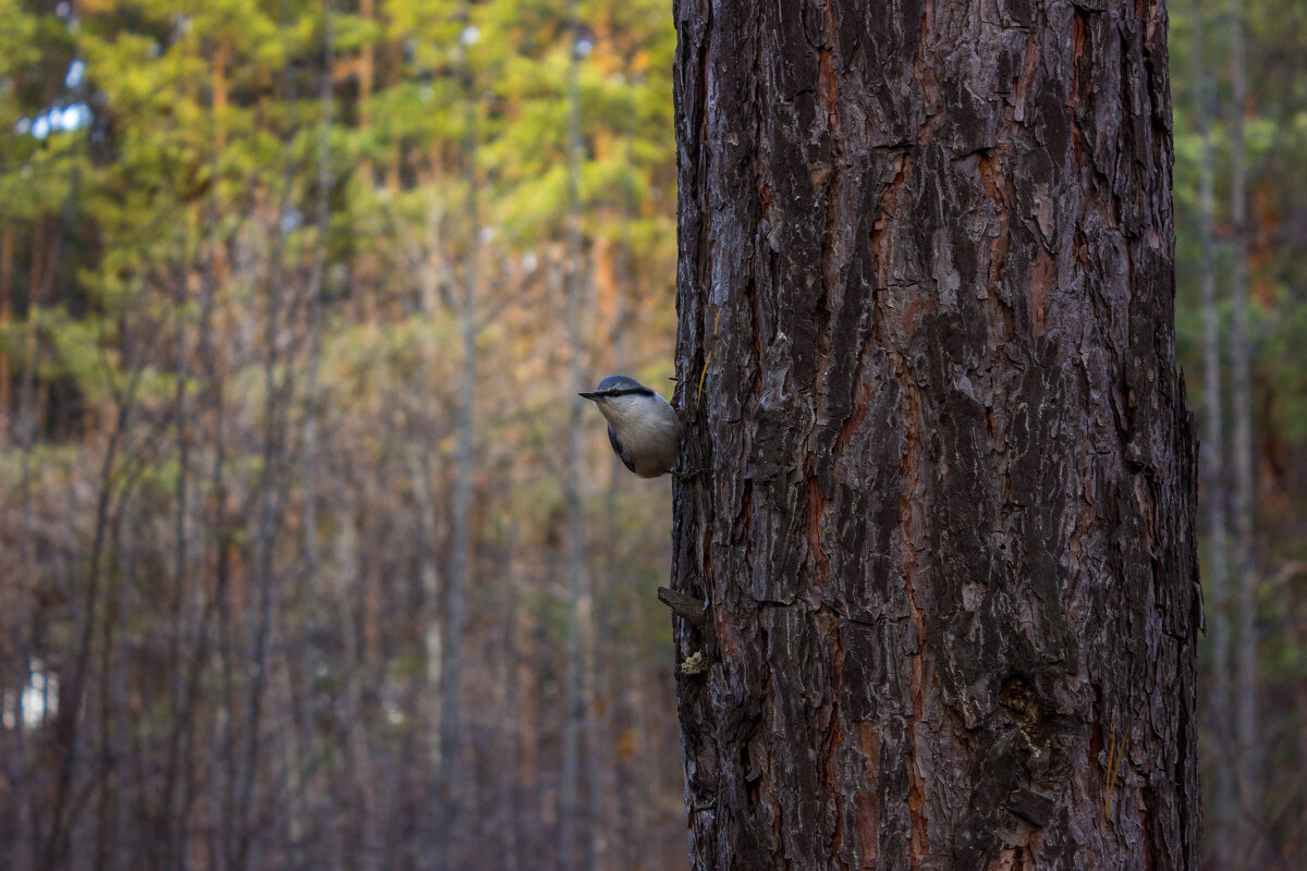 Любопытство - Дмитрий Костоусов