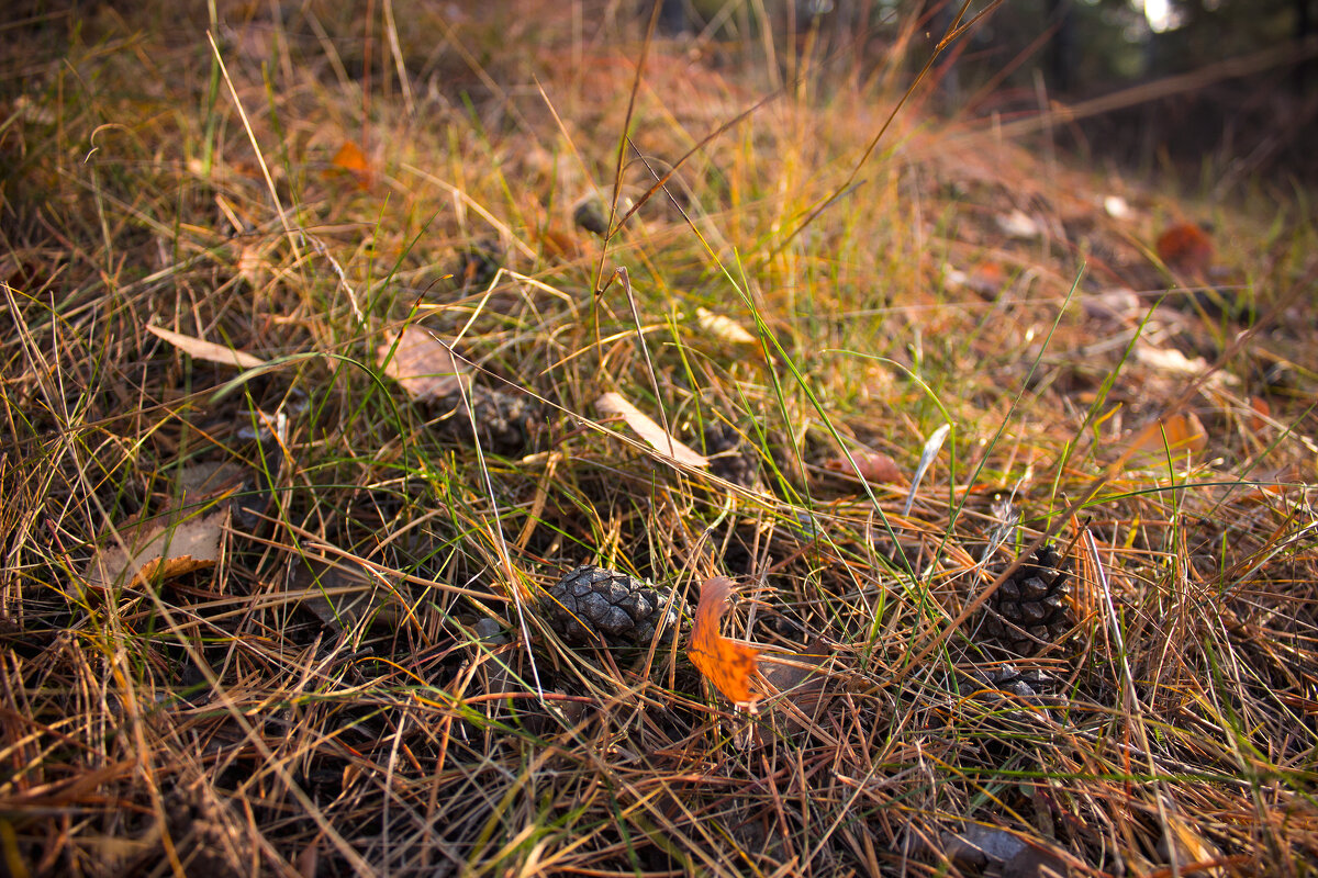 Перед долгим сном - Дмитрий Костоусов
