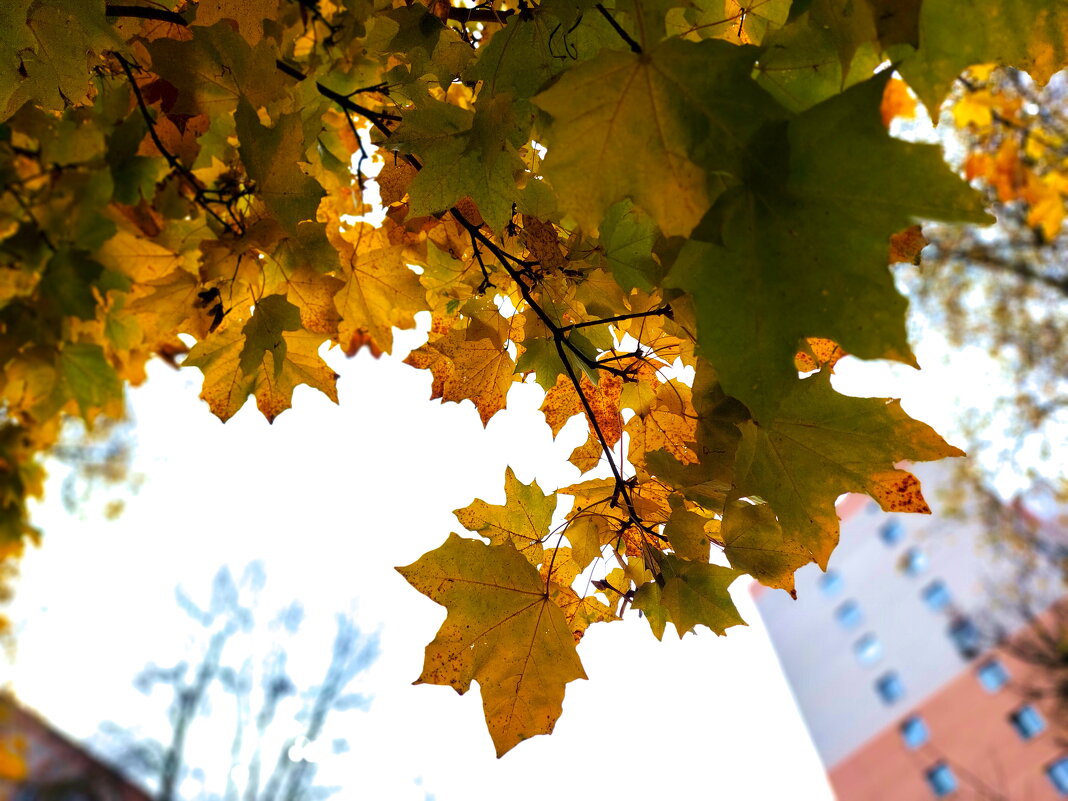 не все еще опали клены - Артём 
