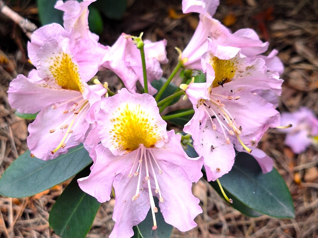 цветы - Наталья 